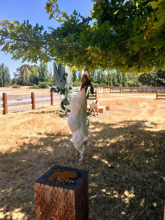 ardenwood 1